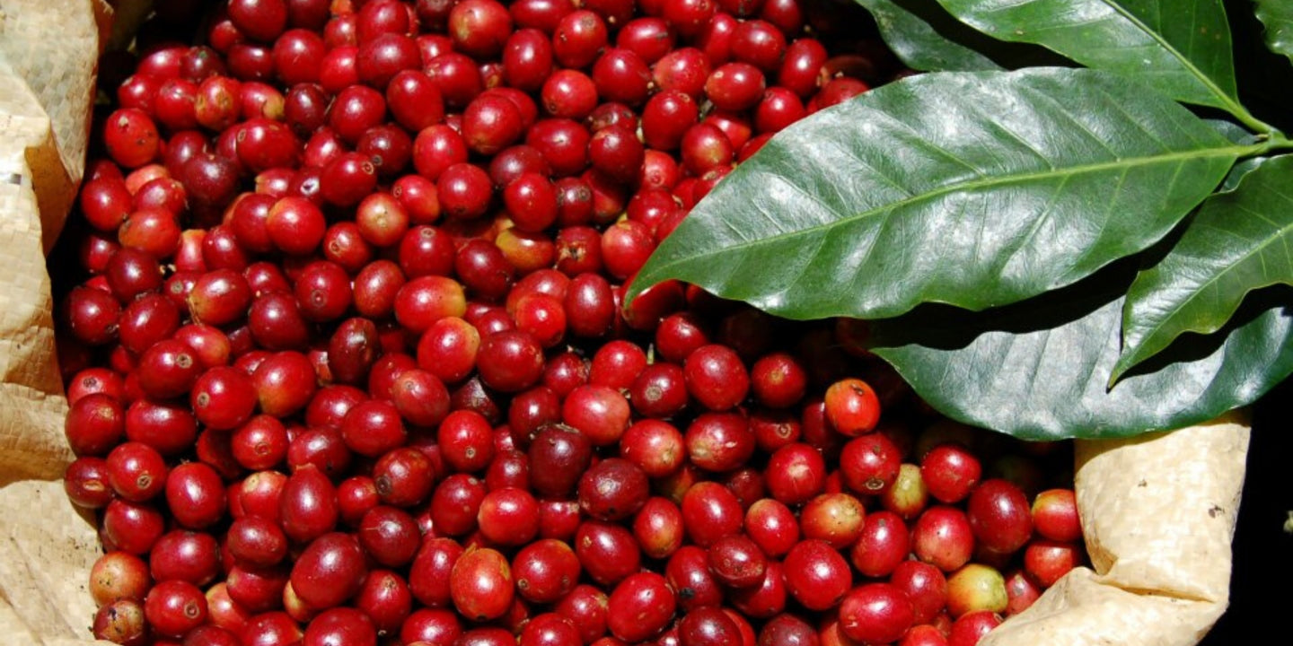 ¿Qué es Café Oro de Puerto Rico?