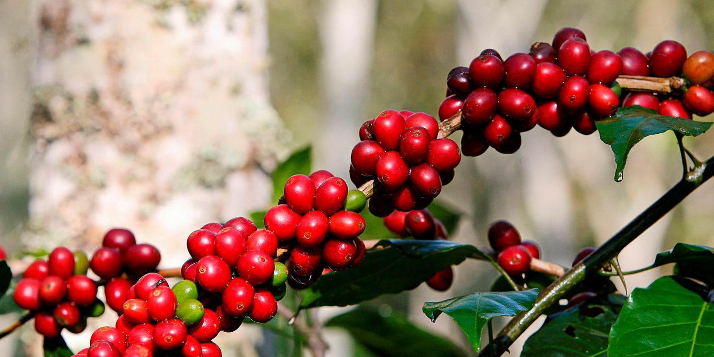 Proceso de recolecta de café